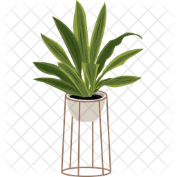 Dracaena fragrans  Icon