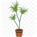 Dracaena  Icon