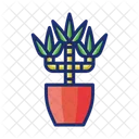 Dracaena  Symbol