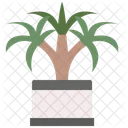 Dracaena  Symbol