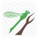 Dragonfly  Icon