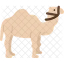 Dromedar  Symbol