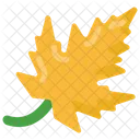 Dry Leaf  Icon