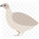 Duck Hen Animal Icon