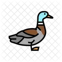 Duck Bird Color Icon