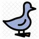 Duck Farm Hen Icon
