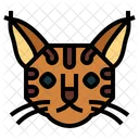 Gato Duendecillo Bob Gato Razas Icon