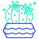 Dwarf Chin Cactus Pot Cactus Plant Icon