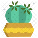 Dwarf Chin Cactus Pot Cactus Plant Icon