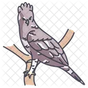 Eagle Africancrowned Cockatoo Icon