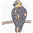 Eagle Beardedvulture Cockatoo Icon