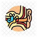 Ear Anatomy Audiologist Icon