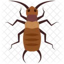 Earwig  Icon