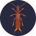 Earwig Fly Insect Icon