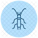 Earwig Insect Pincer Icon