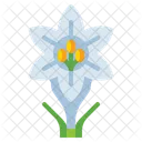 Easter Lily Nature Blossom Icon
