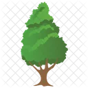 Hemlock Spruce Greenery Icon