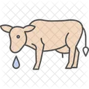Vache Buvant De Leau Vache Buvant Icône
