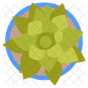 Echeveria Rosette Plant Desert Plant Icon