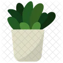 Echeveria Indoor Plant  Icon