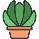 Echeveria-Pflanze  Symbol