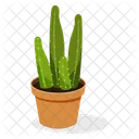 Echeveria  Plant  Icon