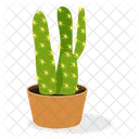 Echeveria Plant  Icon