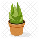 Echeveria Plant  Icon