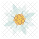Edelweiss  Icon