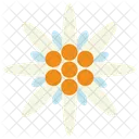 Edelweiss Flower Flower Nature Icon