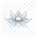 Edelweiss  Icon