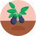 Bio Food And Agriculture Eggplant Plant Icon