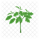 Eggplant Plant  Symbol