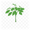Eggplant Plant  Symbol