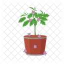 Eggplant Pot  Icon