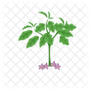 Eggplant Tree Eggplant Vegetable Icon