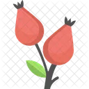 Rose Hanches Haw Icône