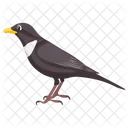 Egyptian Plover Black Bird Bird Icon