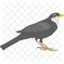 Bird Black Bird Egyptian Plover Icon