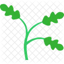 Eiche Baum Pflanze Symbol