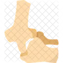 Elbow Bone Joint Icon