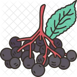 Elderberries  Icon