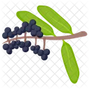 Elderberry Blackberry Berry Fruit Icon