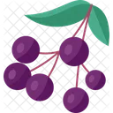 Elderberry Icon
