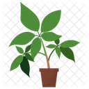 Eleuthero Potted Plant  Icon