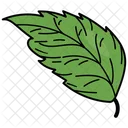Elm Leaf Leaf Foliage Icon