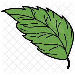 Elm Leaf  Icon