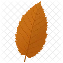 Elm Leaf Dutch Elm Autumn Leaf Icon