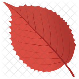 Elm Leaf Icon