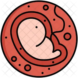 Embryo  Icon